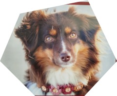 Australian Shepherd Miniature Schulhund Freya