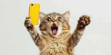 Jubelnde Katze mit Handy